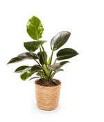 Philodendron_1.jpg